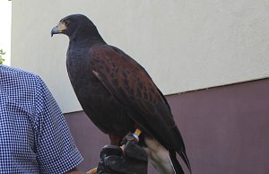 1. Sommerfest des NABU Kyffhäuserkreis
