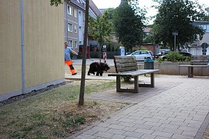 Rettungshunde in Sondershausen unterwegs