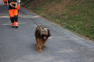 Rettungshunde in Sondershausen unterwegs