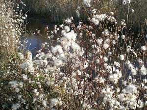 Natur im November