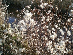 Natur im November