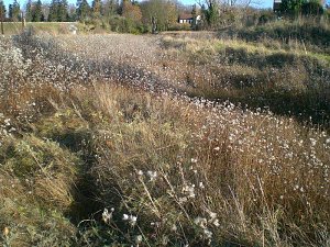 Natur im November
