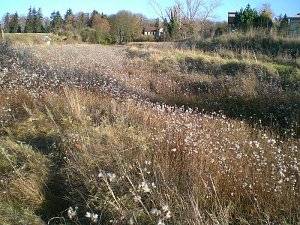 Natur im November