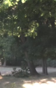 Schlosspark zerzaust