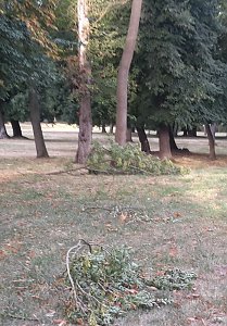 Schlosspark zerzaust