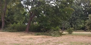Schlosspark zerzaust