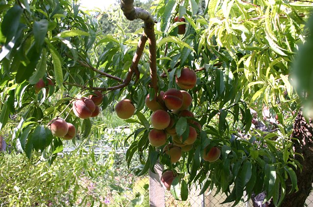 Fliegende Maschinen am Weinberg