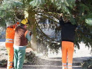 Weihnachtsbaum Sondershausen