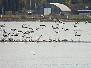 Kraniche am Stausee