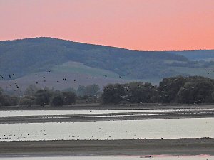 Kraniche am Stausee