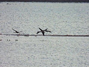 Kraniche am Stausee