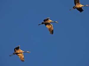 Kraniche am Stausee