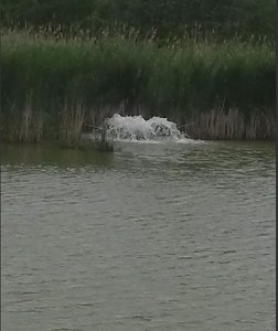 Sauerstoffanlage rettete Fische