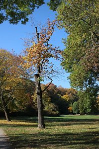 Wie weiter mit dem Schlosspark Sondershausen?