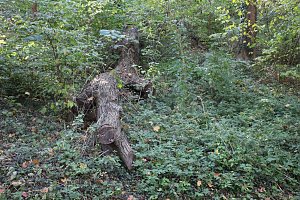 Wie weiter mit dem Schlosspark Sondershausen?