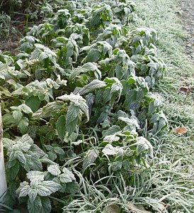 Frostige Garten-Impressionen