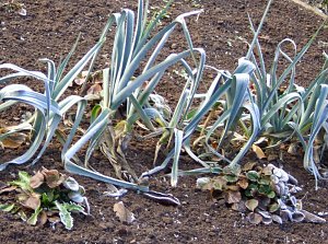 Frostige Garten-Impressionen