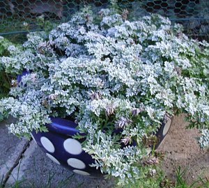 Frostige Garten-Impressionen
