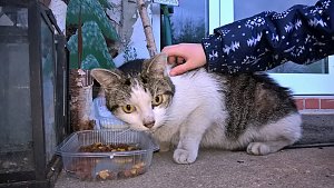Kater zugelaufen