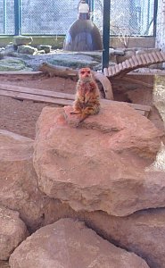 Zu Besuch bei Erdm&auml;nnchen, Gepard und Co. auf dem Possen