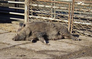 Zu Besuch bei Erdm&auml;nnchen, Gepard und Co. auf dem Possen