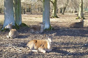 Zu Besuch bei Erdm&auml;nnchen, Gepard und Co. auf dem Possen