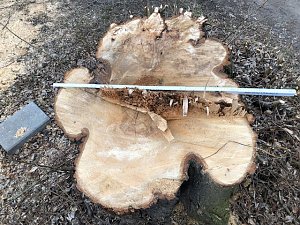 Thema Baumrodungen in Sondershausen