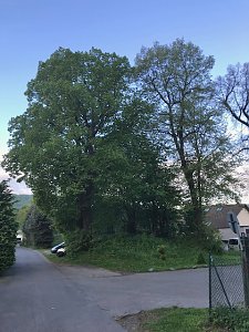 Thema Baumrodungen in Sondershausen