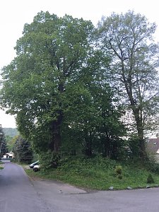 Thema Baumrodungen in Sondershausen