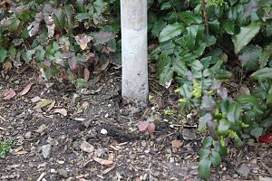 Vandalismus in Sondershausen