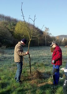 Streuobstwiese aus dem Dornr&ouml;schenschlaf erwacht