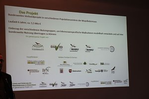 Mittel zum Schutz der Mopsfledermaus