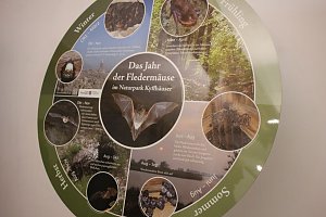 Mittel zum Schutz der Mopsfledermaus