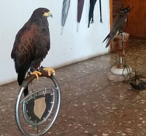 Luca Falke und W&uuml;sten-Bussard Uschi zu Besuch im WB 4