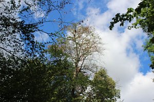 Sterben unsere Buchenw&auml;lder?