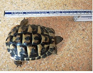 Landschildkröte gefunden !