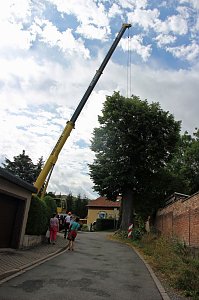 Baumpflege mit Kran
