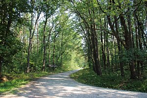 Wie gef&auml;hrlich wird unser Wald?