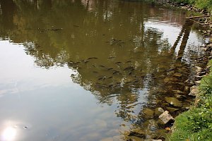 Weitere Hilfe f&uuml;r den Parkteich