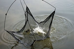 Weitere Hilfe f&uuml;r den Parkteich