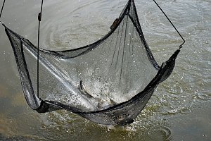 Weitere Hilfe f&uuml;r den Parkteich