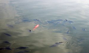 Weitere Hilfe f&uuml;r den Parkteich