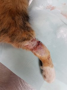 Katze in Schlagfalle gefangen