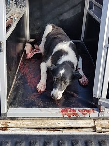 Hund angefahren