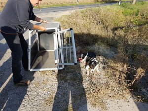 Hund angefahren