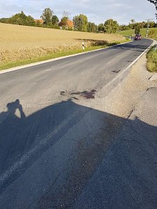Hund angefahren