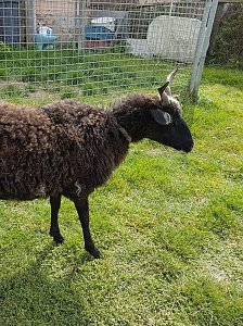 Tiere gefunden