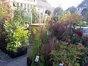 Pflanzen und Menschen in H&uuml;lle und F&uuml;lle