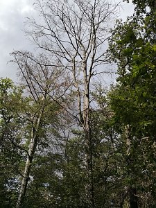 CDU im Gespr&auml;ch zum Thema Wald mit...