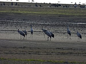Kraniche